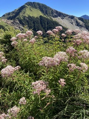 Eupatorium formosanum