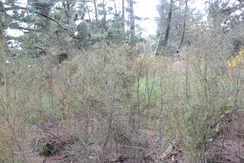 Sophora microphylla