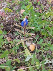 Gentiana triflora