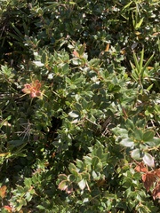 Berberis morrisonensis