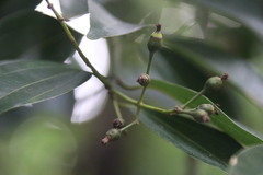 Cinnamomum yabunikkei