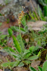 Plantago