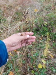 Gentianella amarella