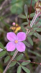 Boronia gracilipes