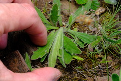 Plantago