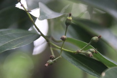 Cinnamomum yabunikkei