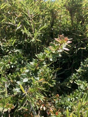 Berberis morrisonensis