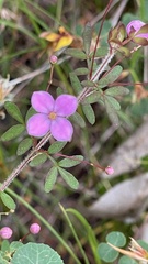 Boronia gracilipes