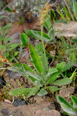 Plantago