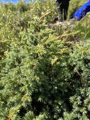 Juniperus formosana