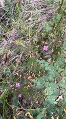 Boronia gracilipes