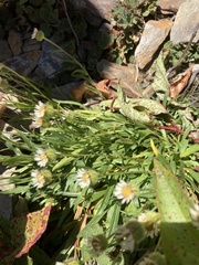 Erigeron morrisonensis
