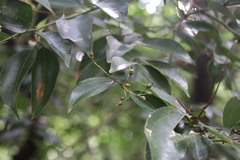 Cinnamomum yabunikkei