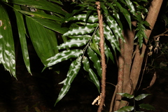 Arthropteris tenella