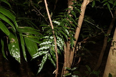 Arthropteris tenella