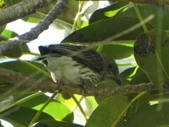 Sphecotheres vieilloti