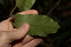 Aristolochia praevenosa