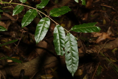Dysoxylum fraserianum