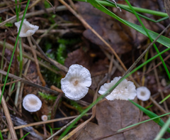 Agaricomycetes
