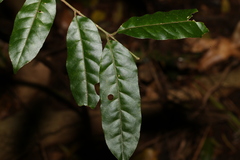 Dysoxylum fraserianum