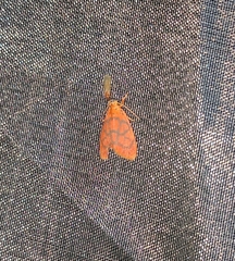 Amphisine perpusilla