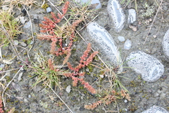 Crassula sieberiana