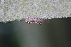 Orvasca subnotata