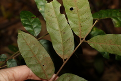 Dysoxylum fraserianum