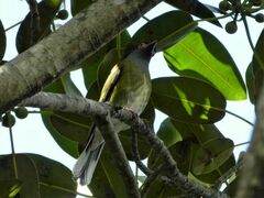 Sphecotheres vieilloti