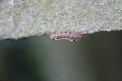 Orvasca subnotata