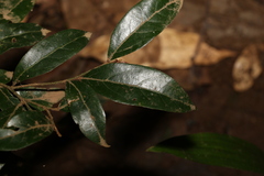 Cryptocarya triplinervis pubens