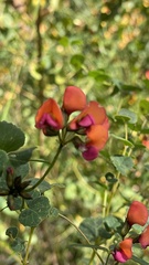 Kennedia coccinea