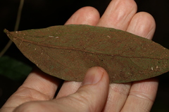 Cryptocarya triplinervis pubens