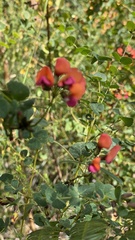 Kennedia coccinea