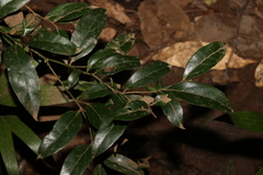 Cryptocarya triplinervis pubens