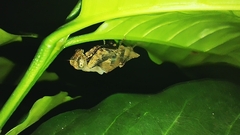 Raptrix occidentalis