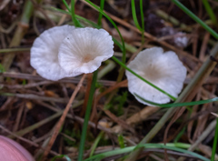 Agaricomycetes