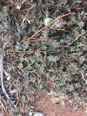 Euphorbia drummondii