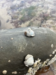 Bembicium nanum