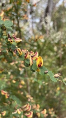 Bossiaea webbii
