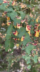 Bossiaea webbii