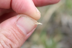 Rytidosperma racemosum