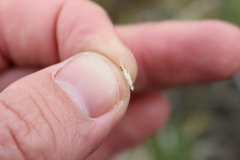 Rytidosperma racemosum