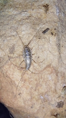 Lepismatidae