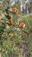 Bossiaea webbii