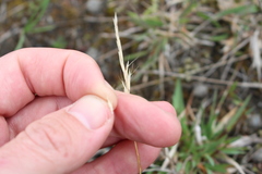 Rytidosperma racemosum
