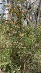 Bossiaea webbii