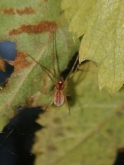 Linyphiidae