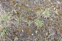 Rytidosperma racemosum