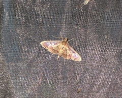 Uresiphita quinquigera